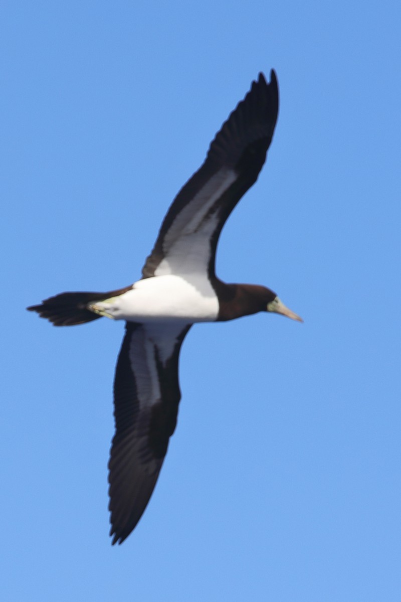Brown Booby - ML620337572