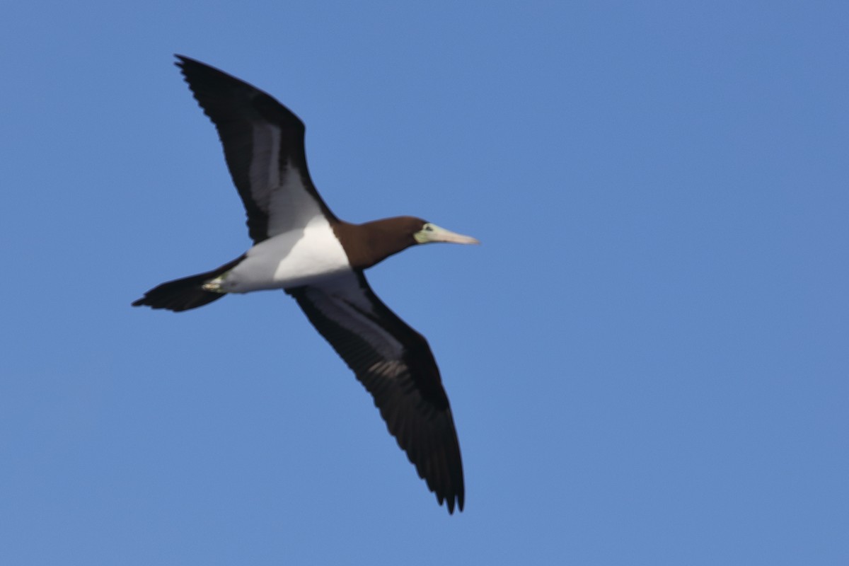 Brown Booby - ML620337573
