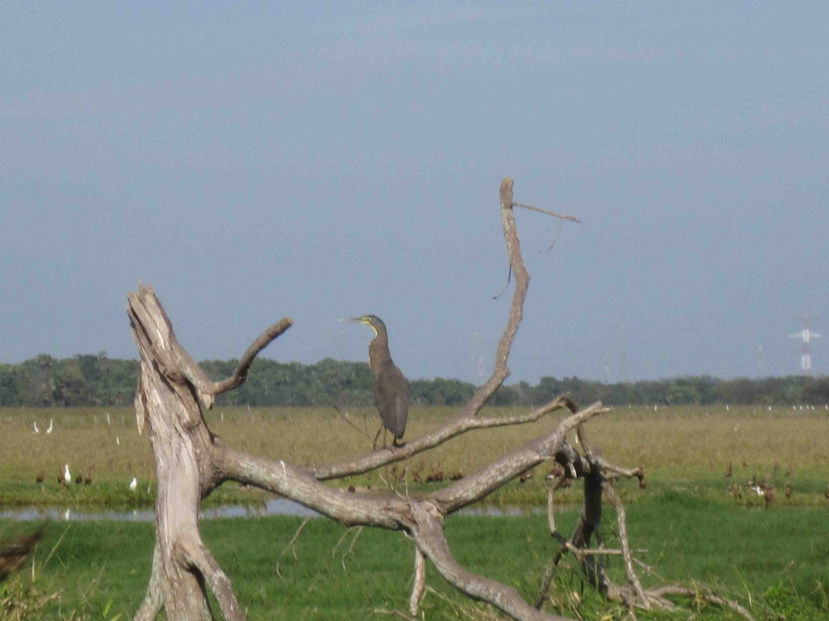 Bare-throated Tiger-Heron - ML620337600