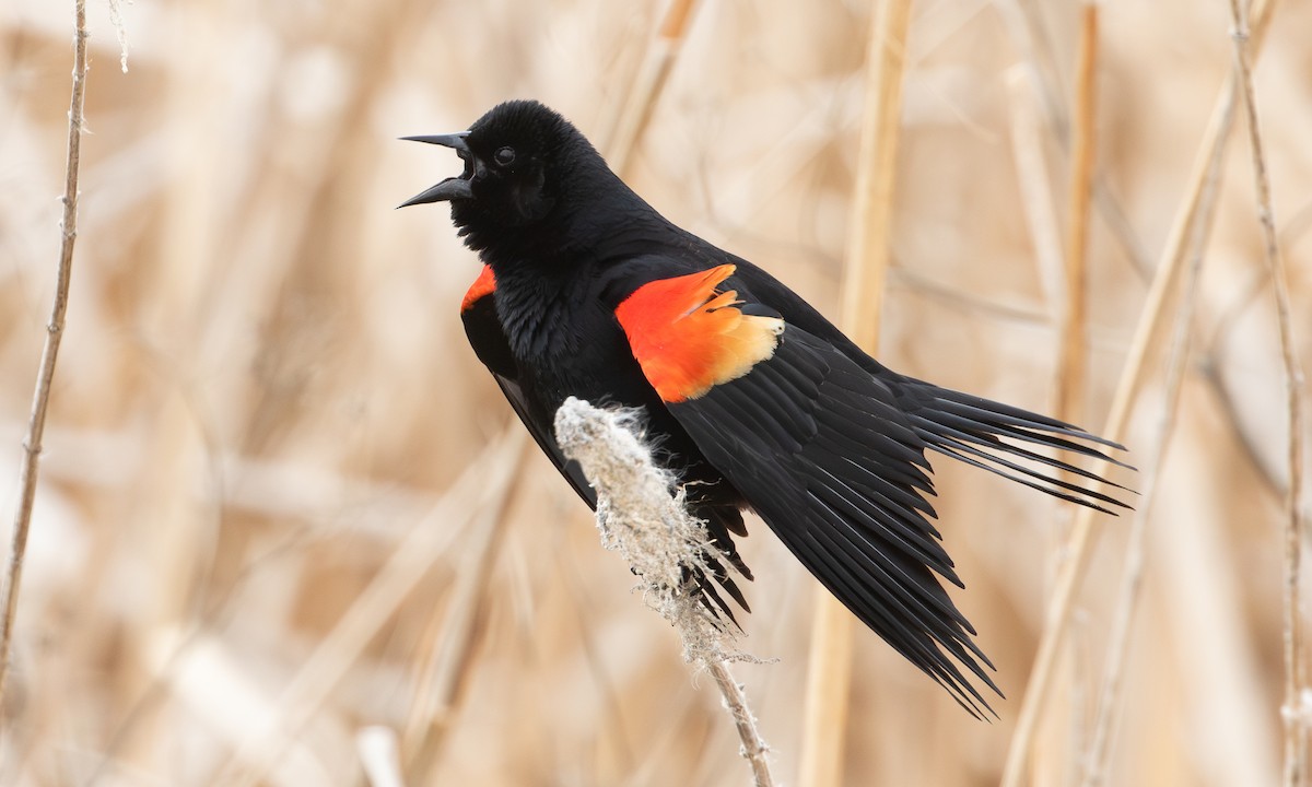 Red-winged Blackbird (Red-winged) - ML620337604