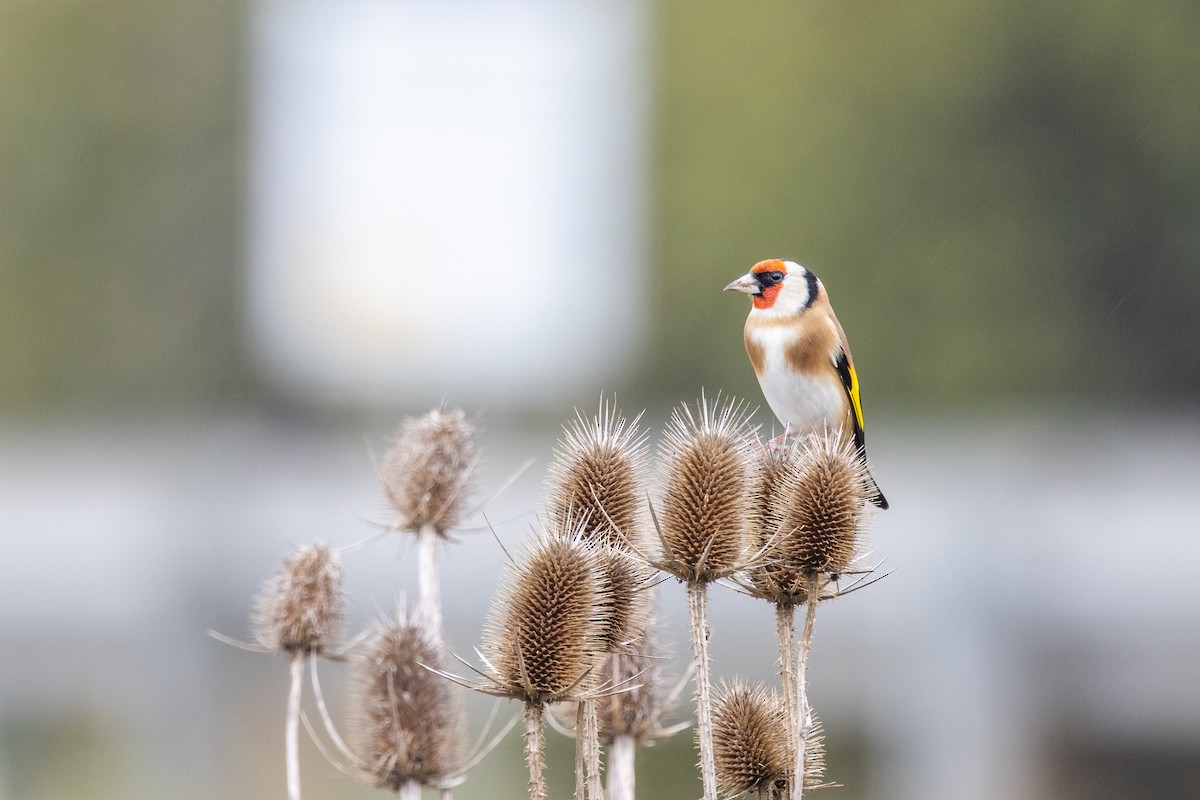 European Goldfinch - ML620337618