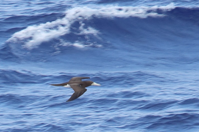 Brown Booby - ML620337621