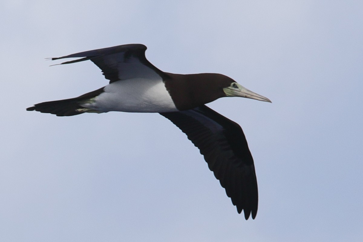 Brown Booby - ML620337622