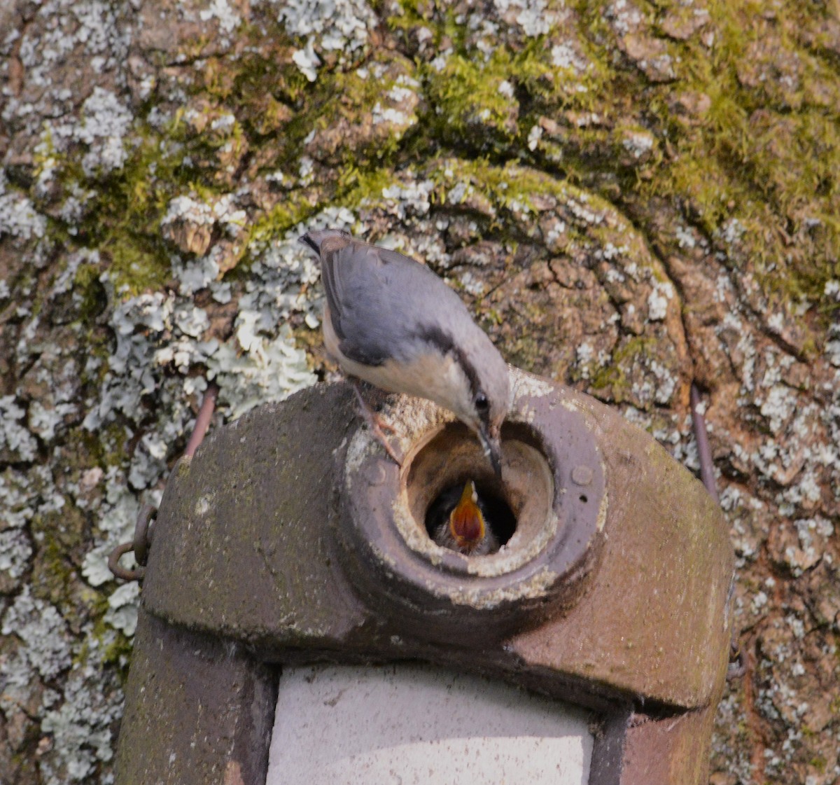 Eurasian Nuthatch - ML620337641