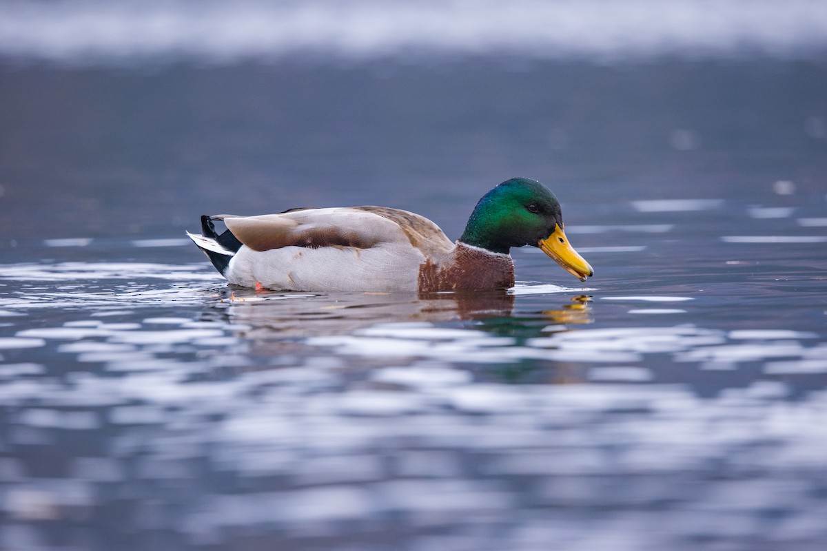 Mallard - ML620337660