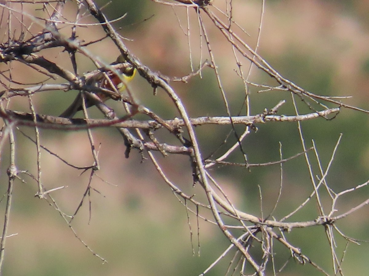 Dickcissel - Edward Raynor