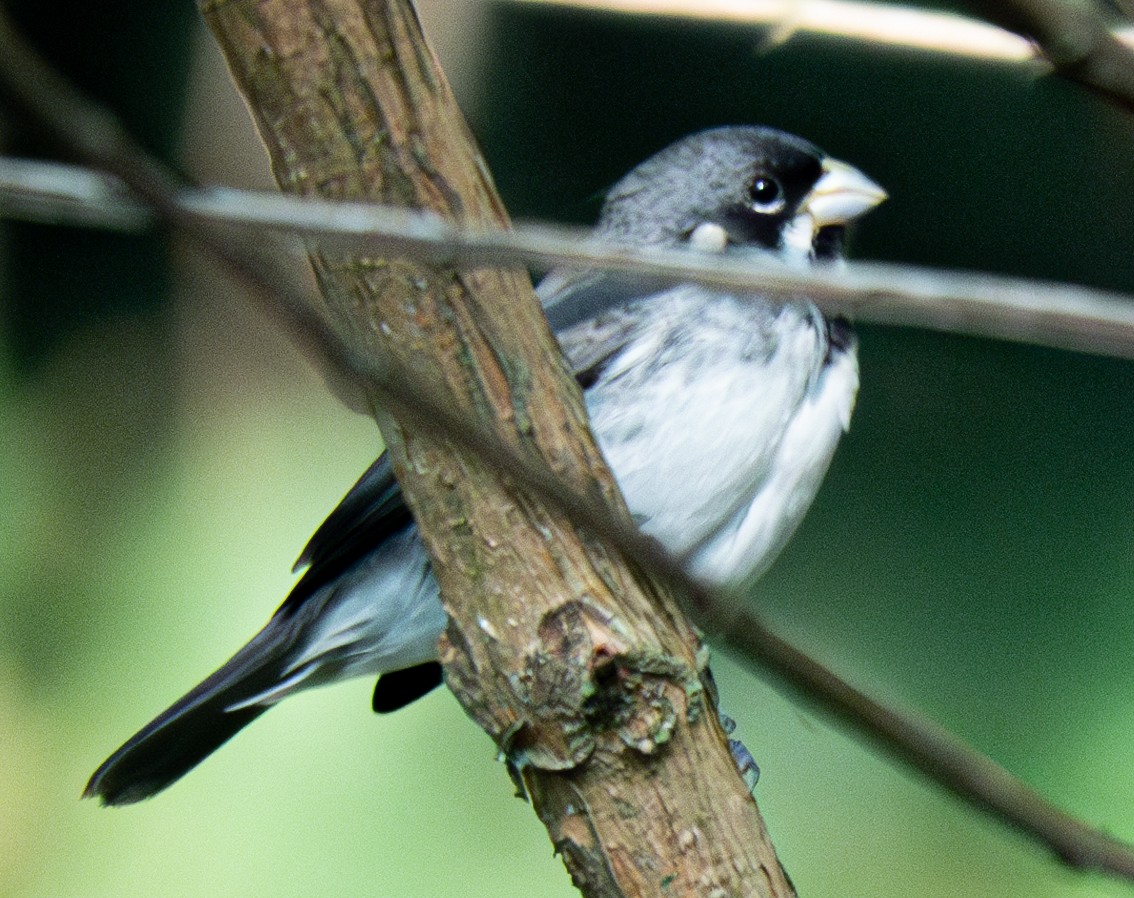 Double-collared Seedeater - ML620337695
