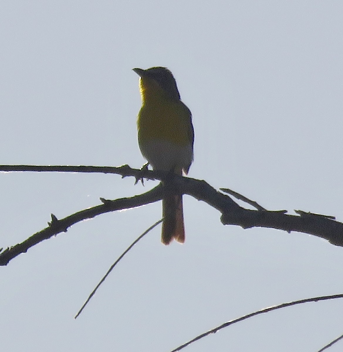 Yellow-breasted Chat - ML620337698