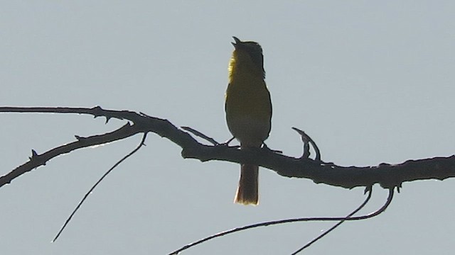 Yellow-breasted Chat - ML620337701