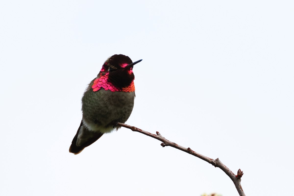 Anna's Hummingbird - ML620337703