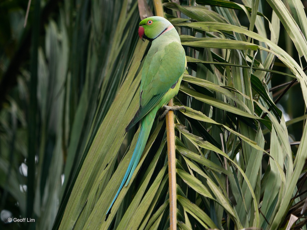 Rose-ringed Parakeet - ML620337707