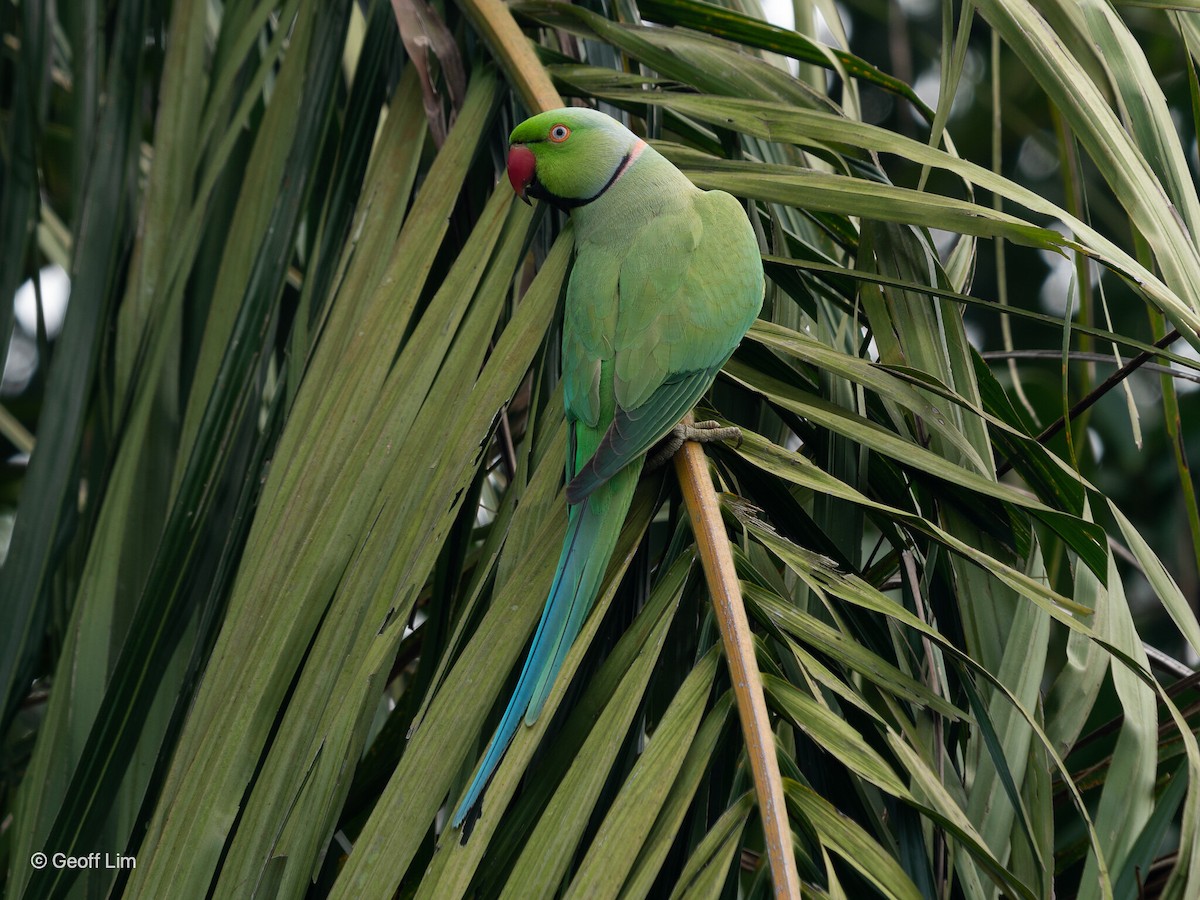 Rose-ringed Parakeet - Anonymous