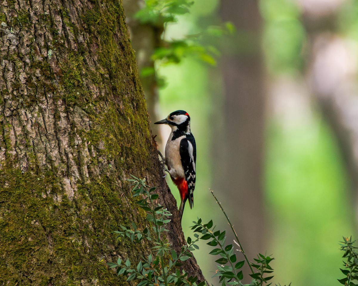 Great Spotted Woodpecker - ML620337714