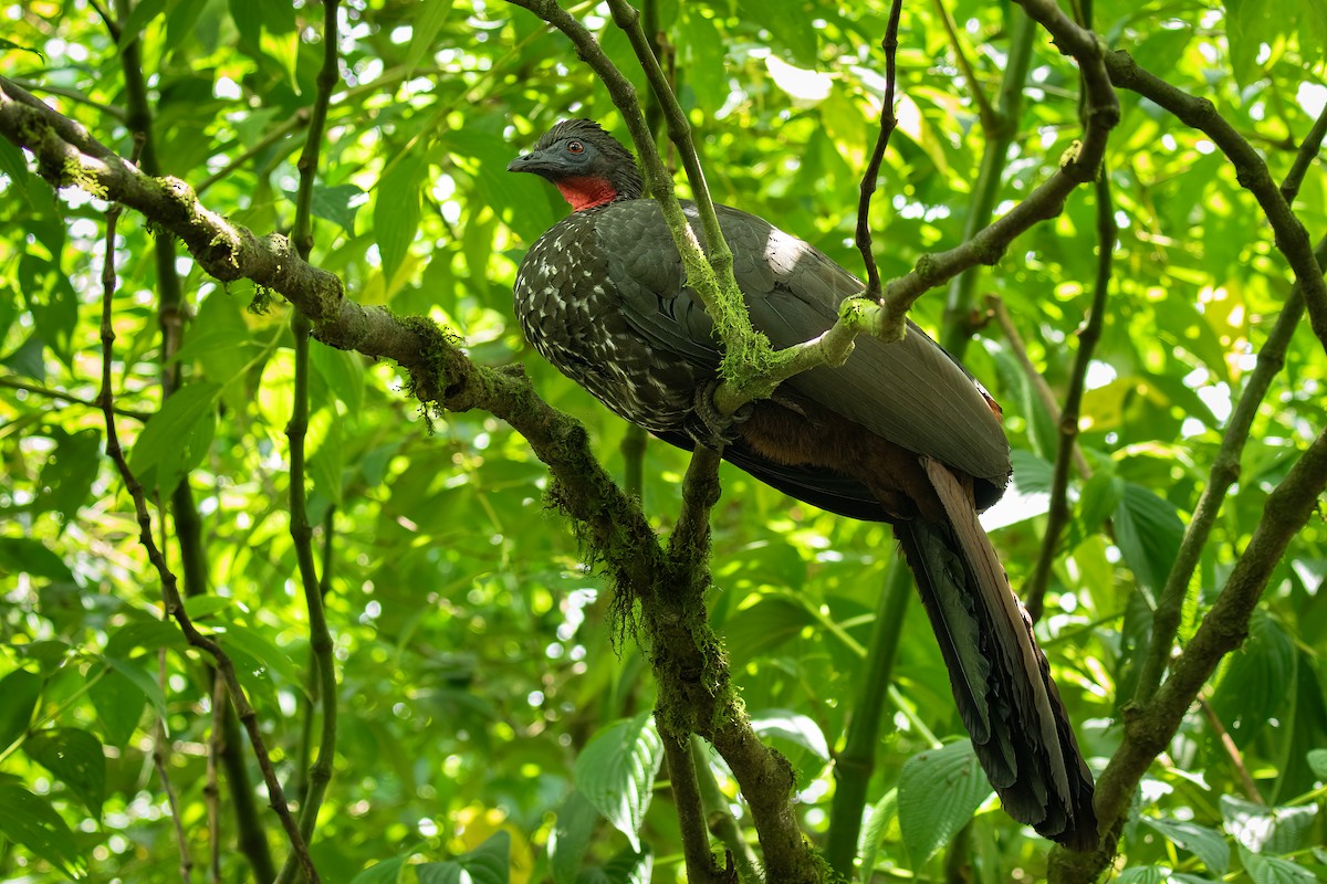 Crested Guan - ML620337717
