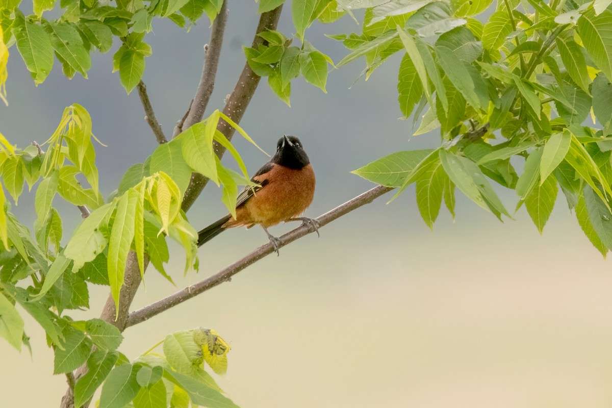 Orchard Oriole - ML620337720
