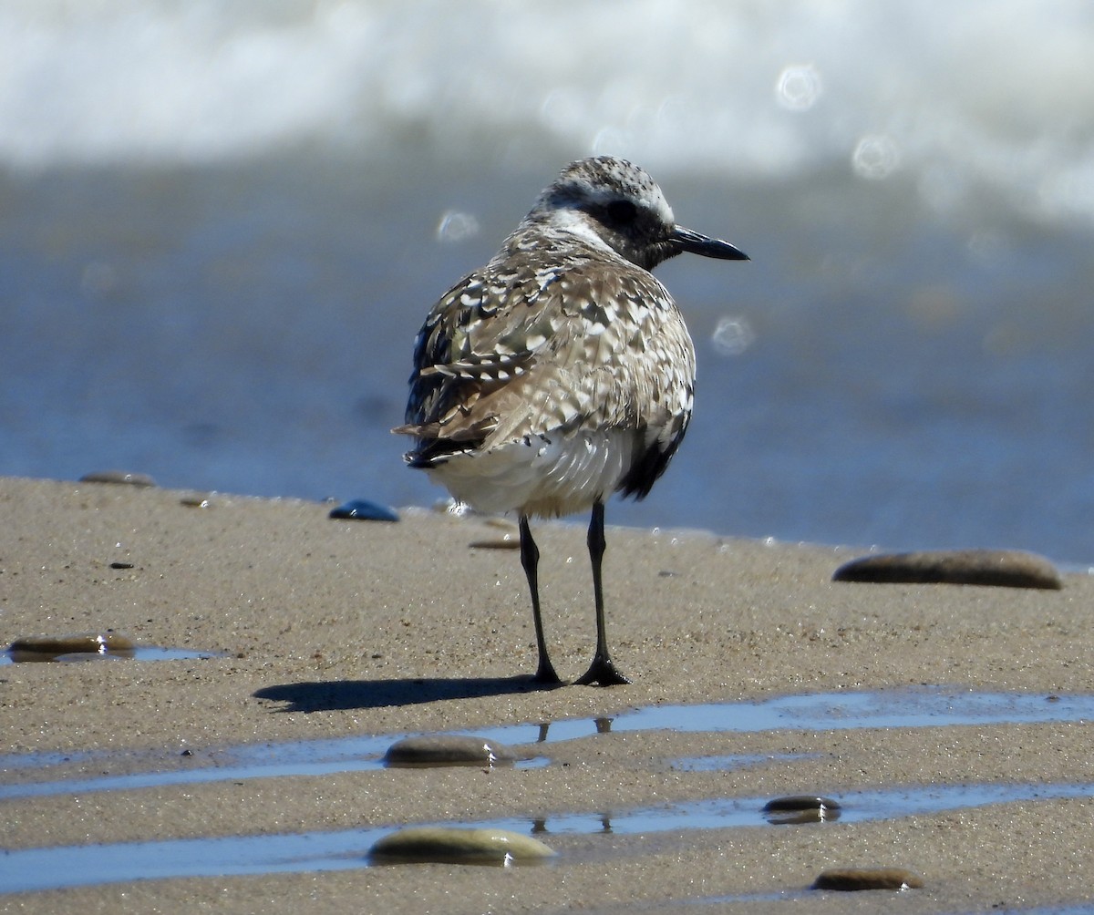 Black-bellied Plover - ML620337722