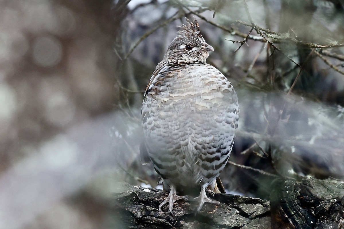 Ruffed Grouse - ML620337739