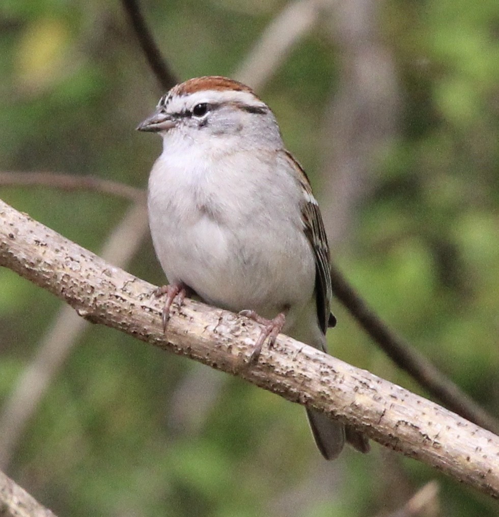 Chipping Sparrow - ML620337760