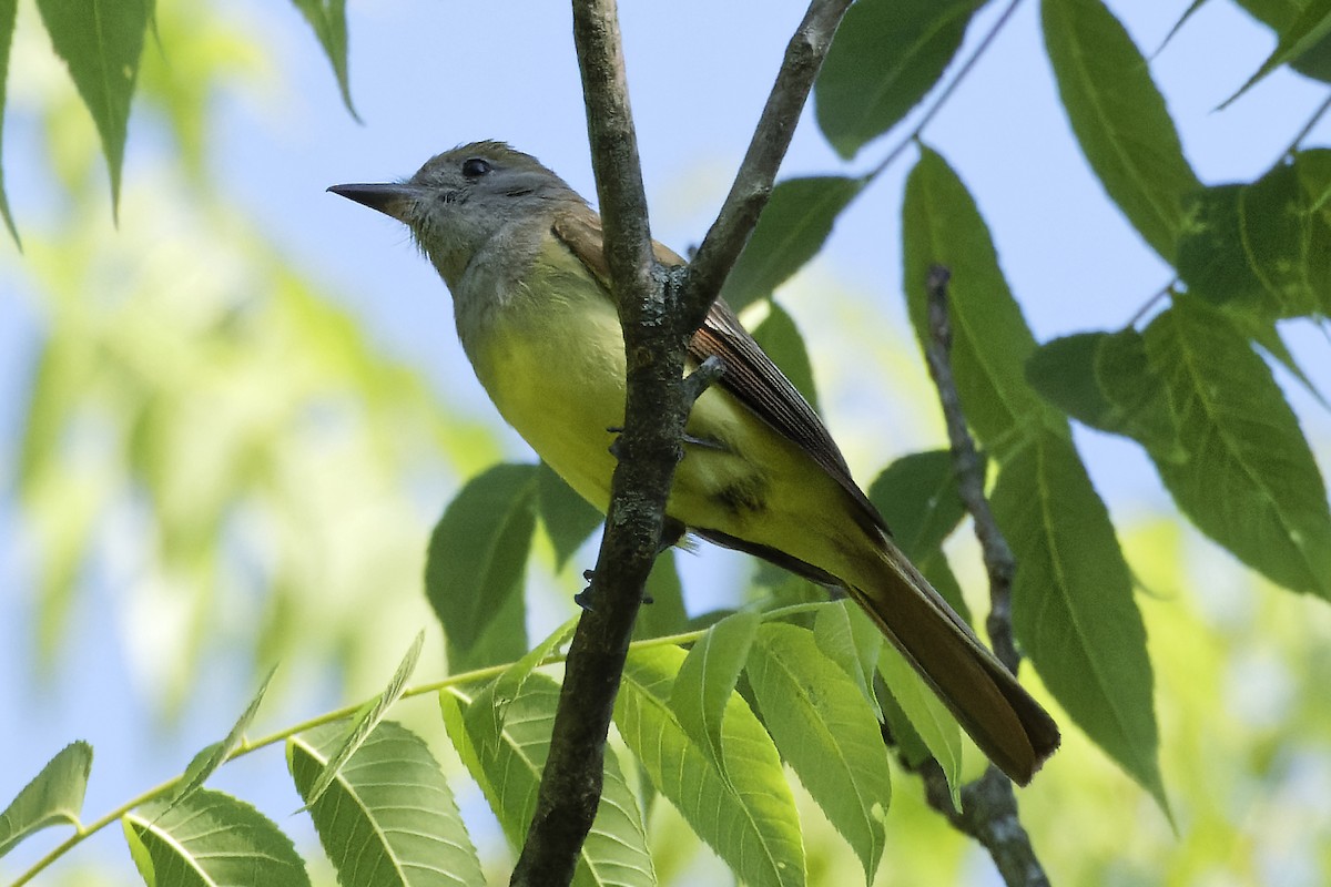 Great Crested Flycatcher - ML620337779