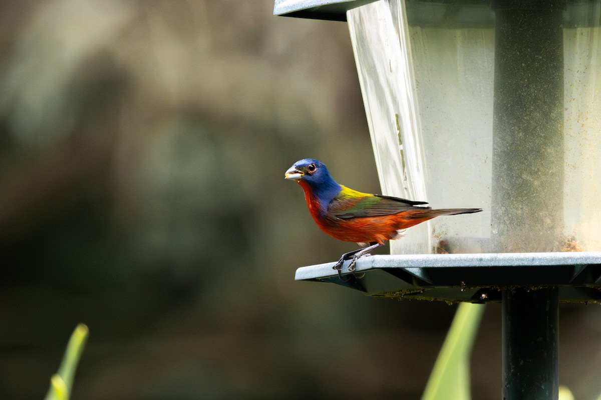 Painted Bunting - ML620337780