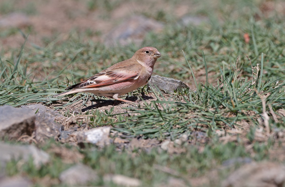 Mongolian Finch - ML620337781