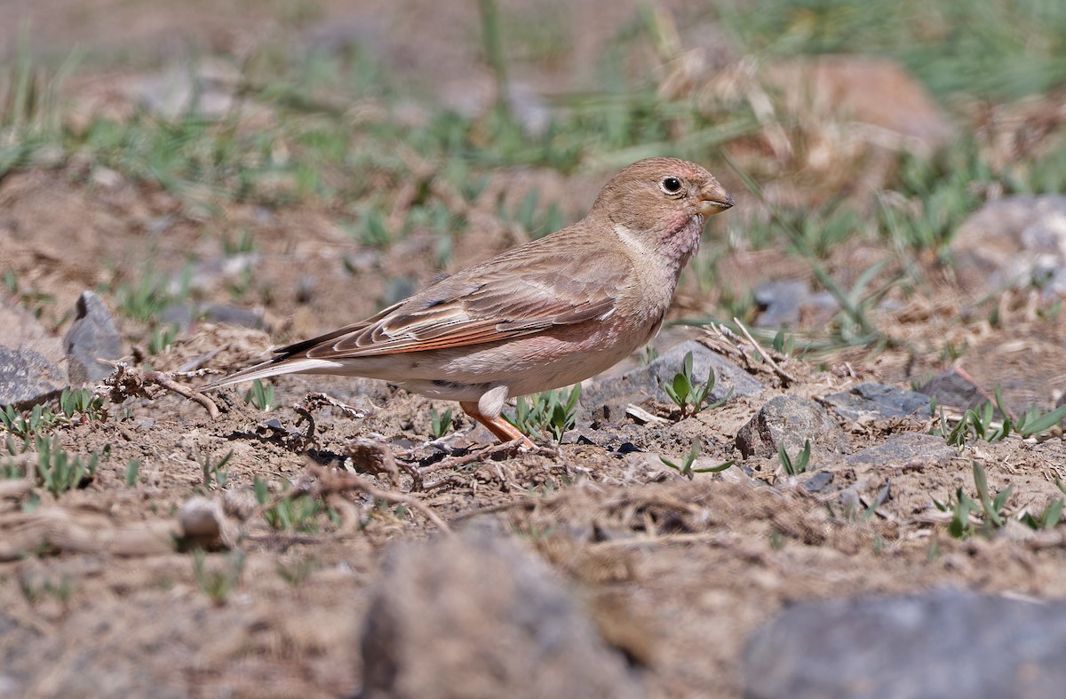 Mongolian Finch - ML620337784