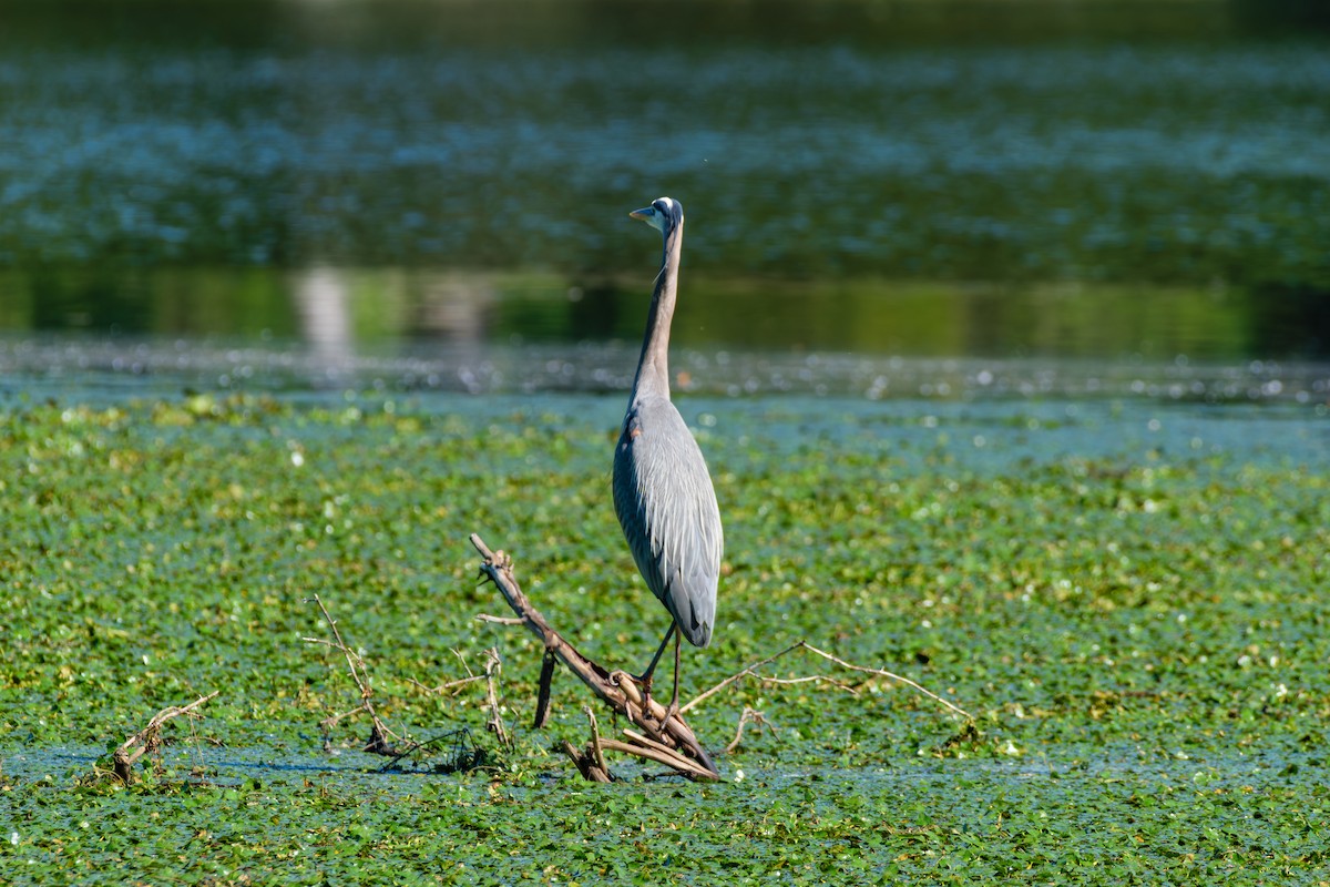 Great Blue Heron - ML620337795