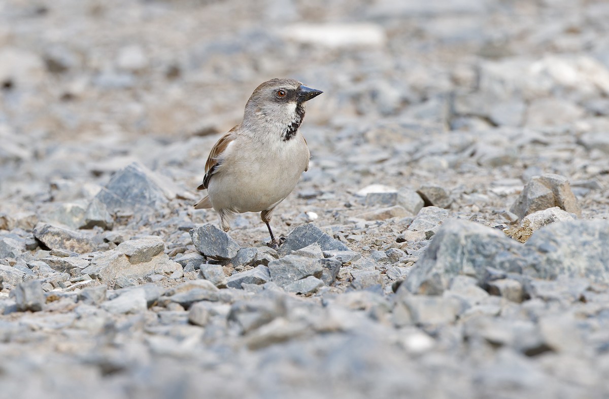 White-winged Snowfinch - ML620337796