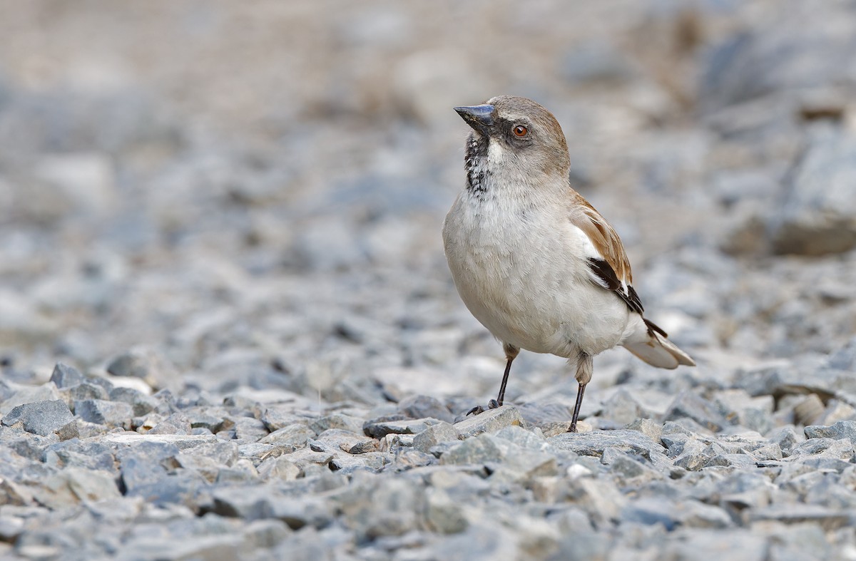White-winged Snowfinch - ML620337797