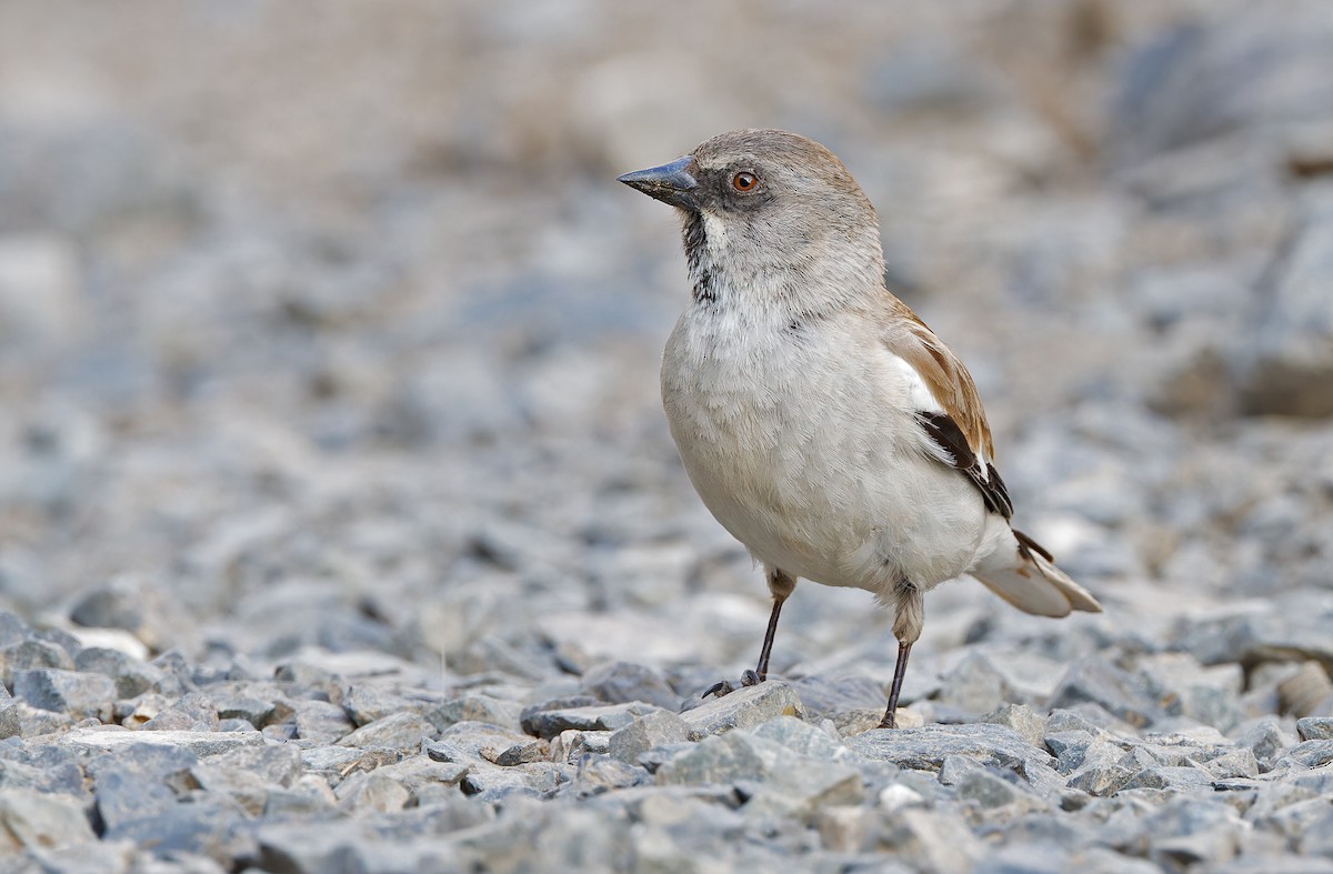 White-winged Snowfinch - ML620337798
