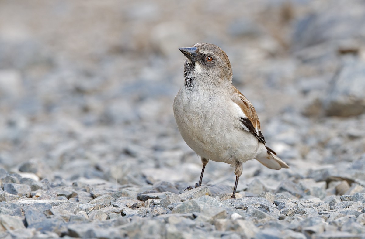 White-winged Snowfinch - ML620337799