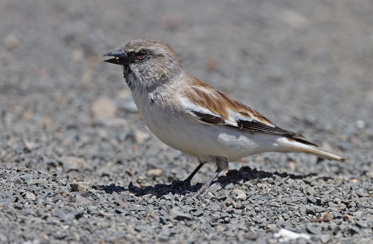 White-winged Snowfinch - ML620337800