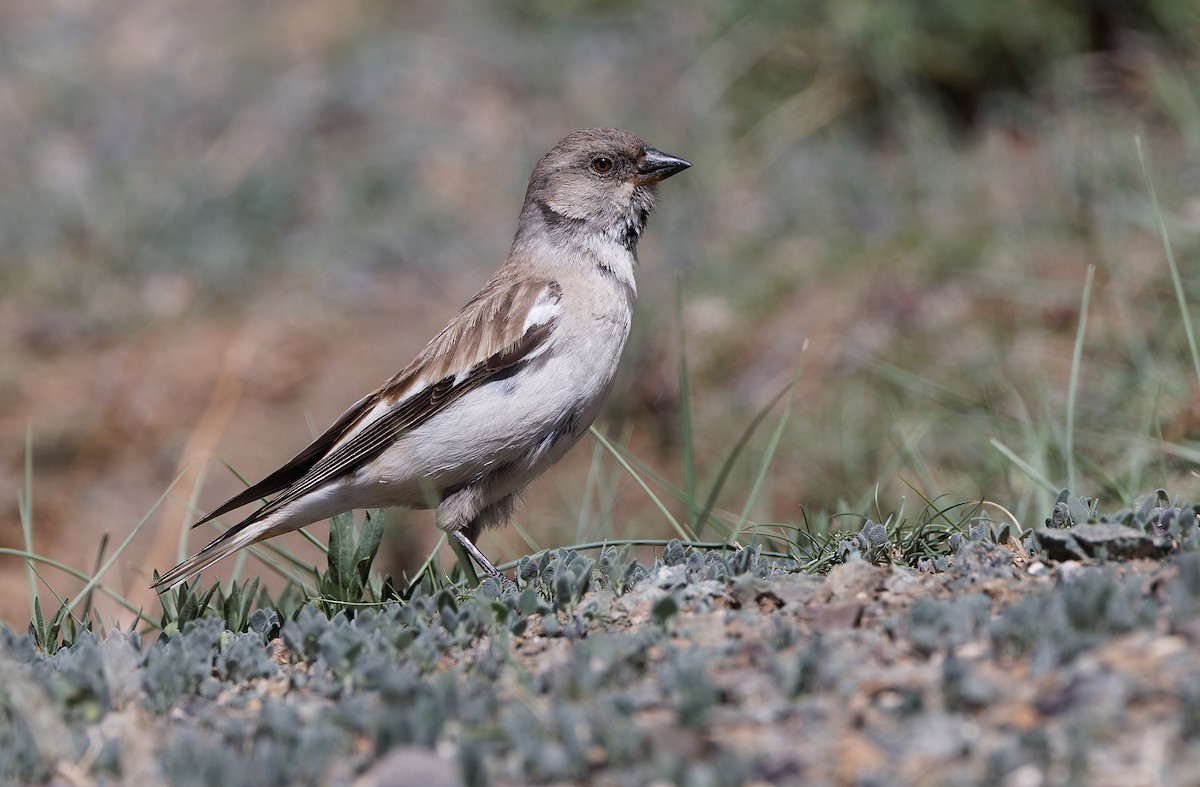 White-winged Snowfinch - ML620337801