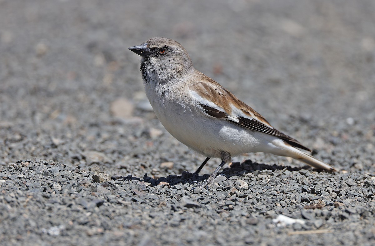 White-winged Snowfinch - ML620337802
