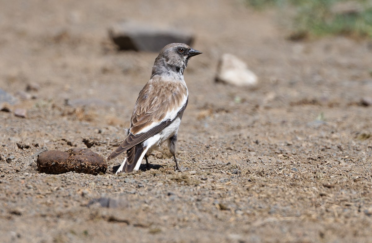 White-winged Snowfinch - ML620337803