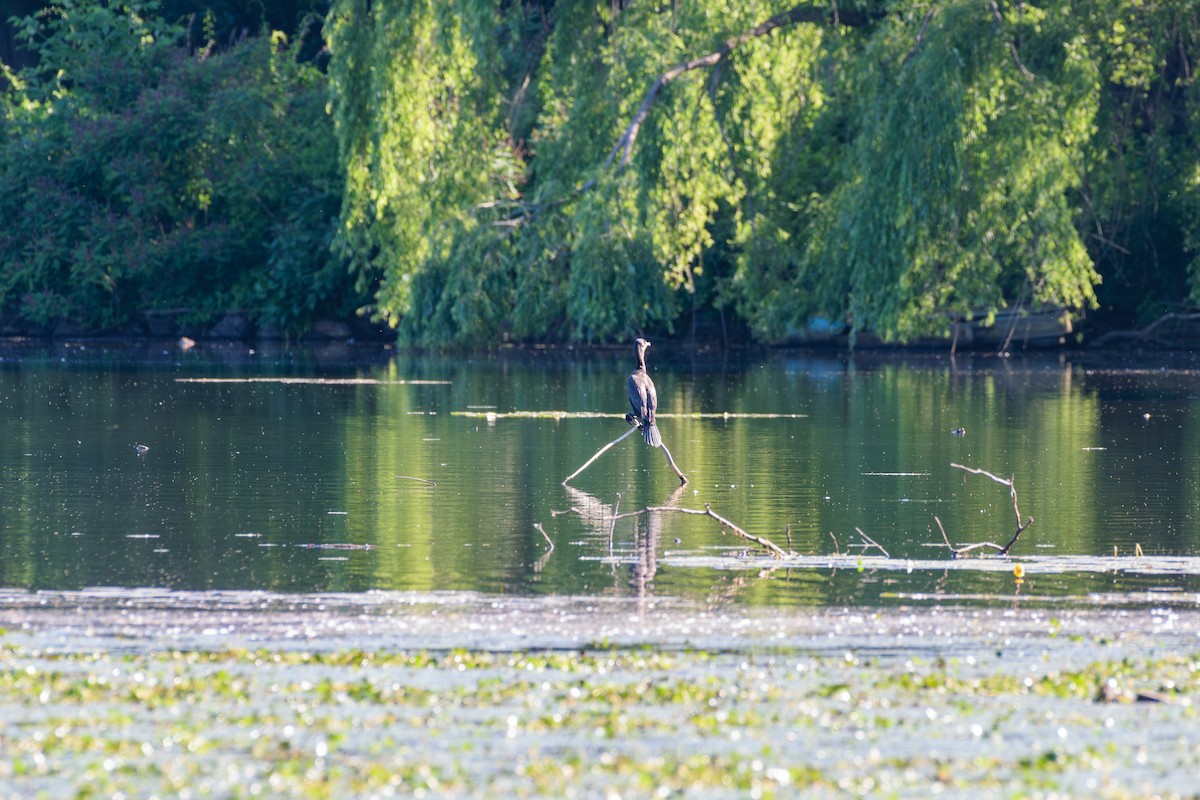 Cormoran à aigrettes - ML620337806