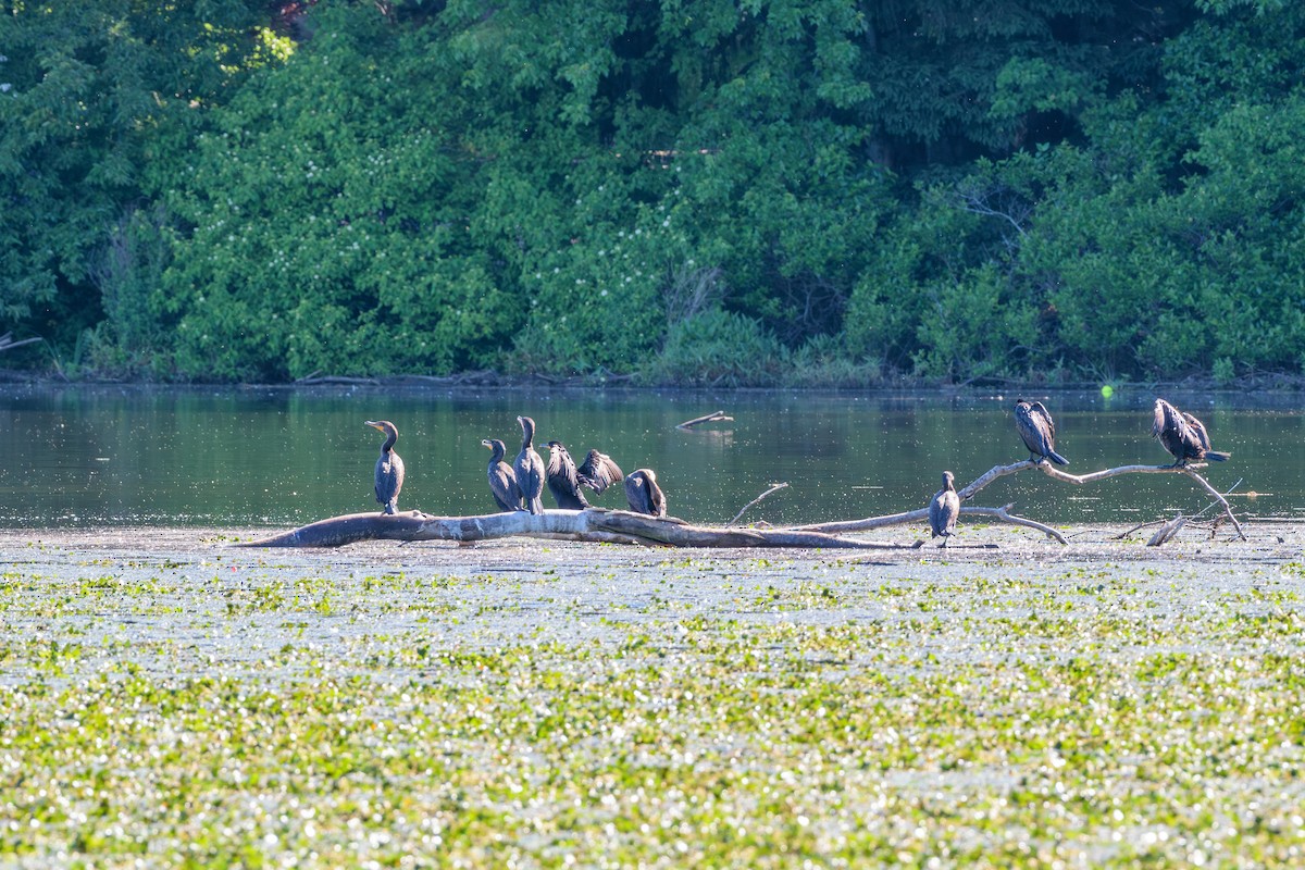 Cormoran à aigrettes - ML620337807