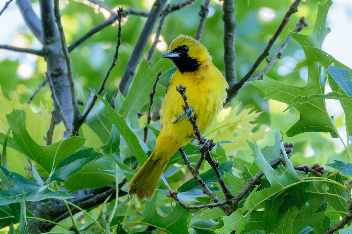 Orchard Oriole - ML620337812
