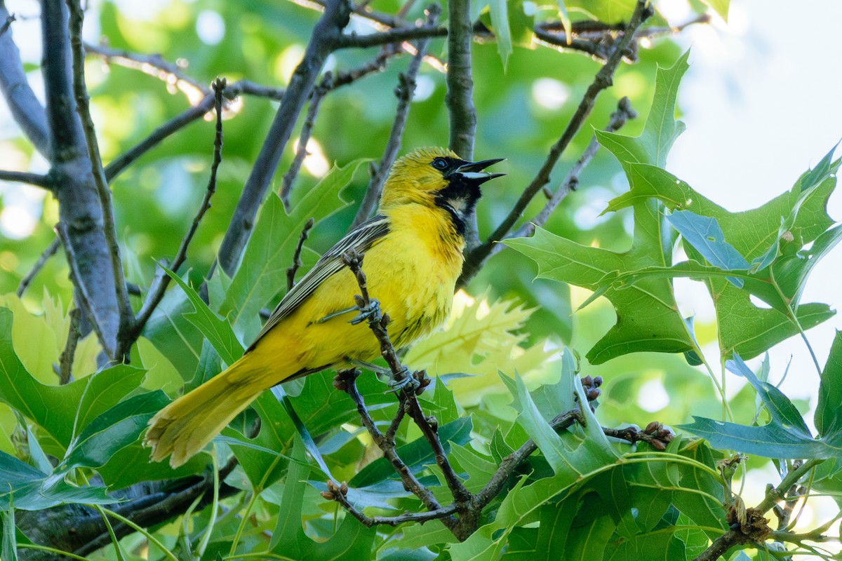 Orchard Oriole - ML620337813