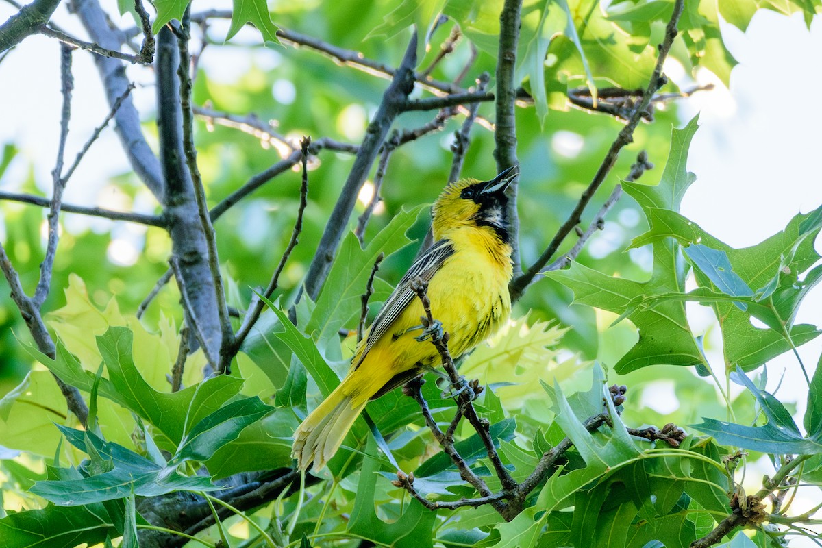 Orchard Oriole - ML620337814