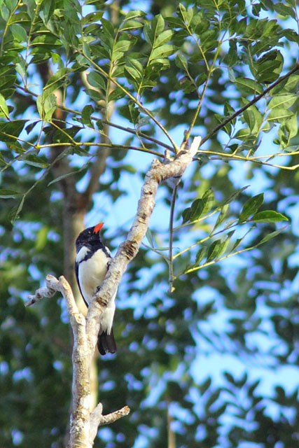 Red-billed Pied Tanager - ML620337852