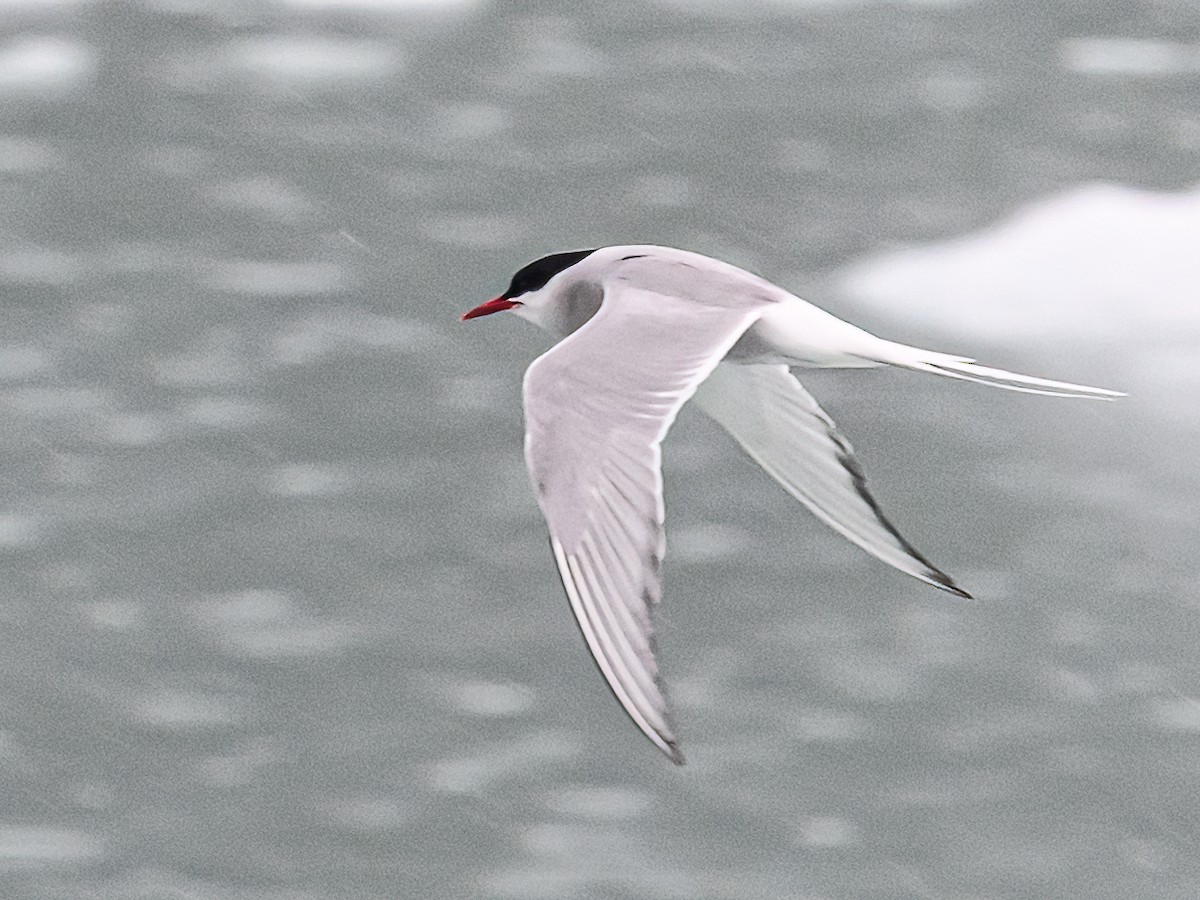 Arctic Tern - ML620337859