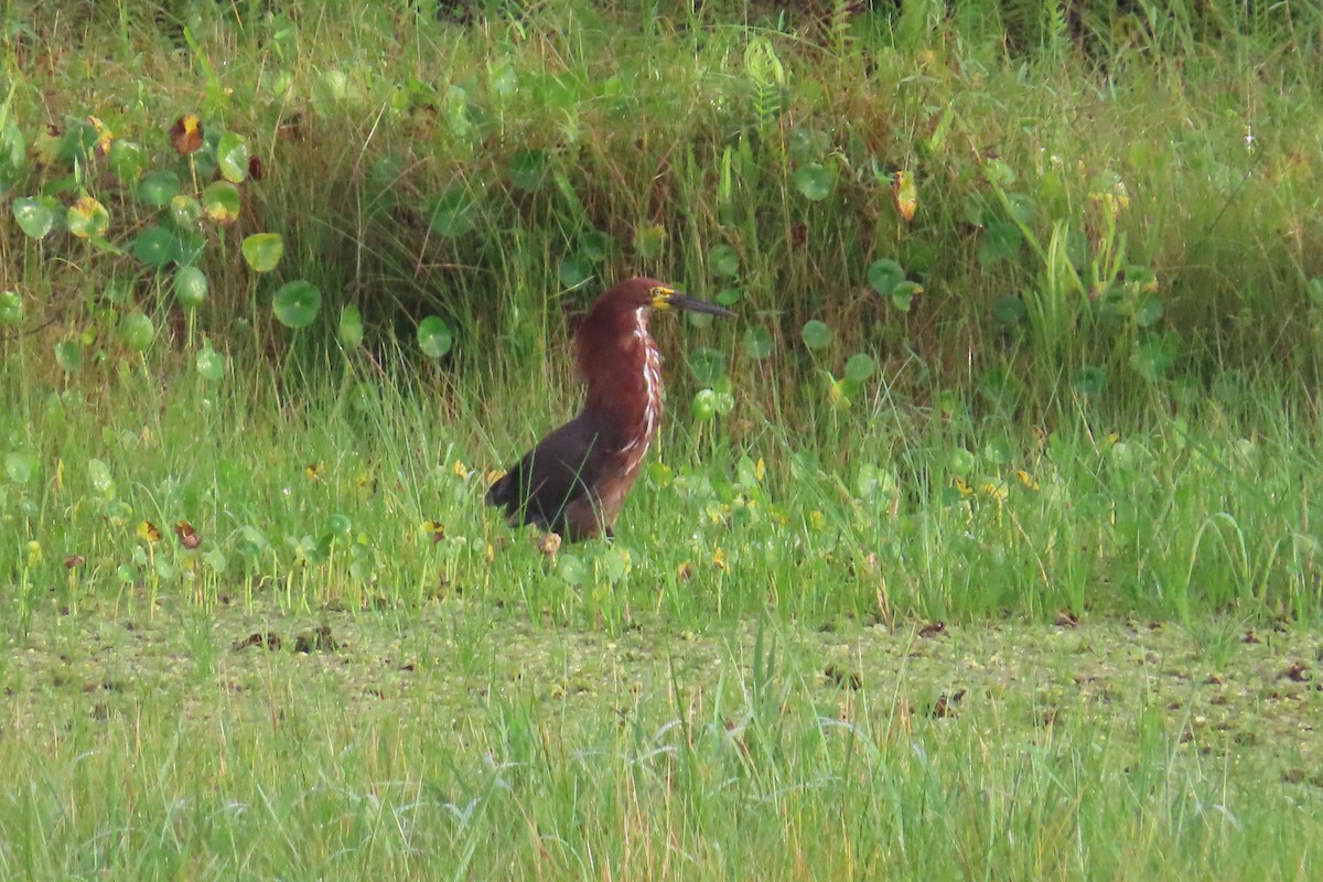 Rufescent Tiger-Heron - ML620337864