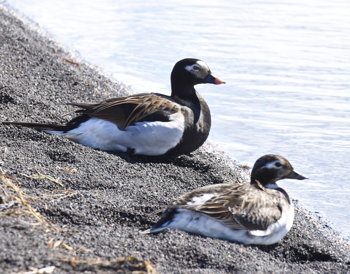 Long-tailed Duck - ML620337871