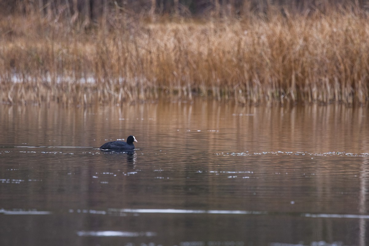 Eurasian Coot - ML620337888