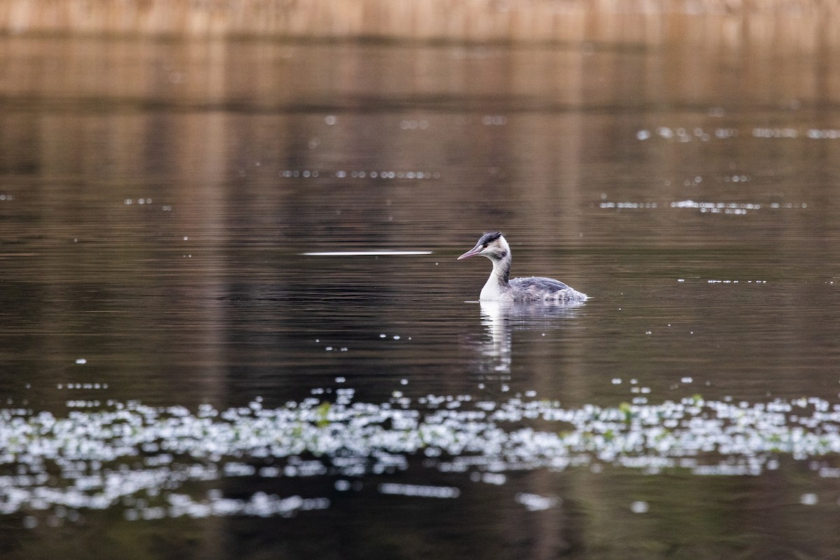 Great Crested Grebe - ML620337891