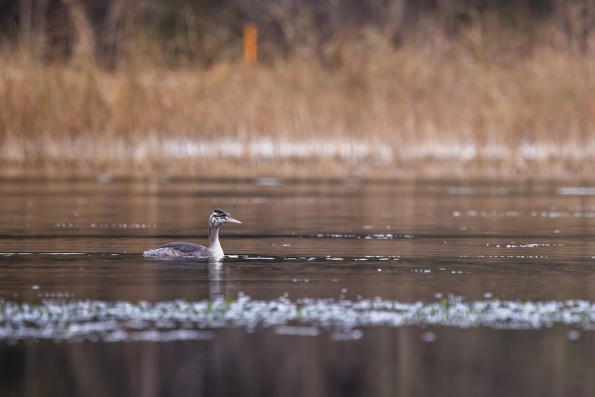 Great Crested Grebe - ML620337892