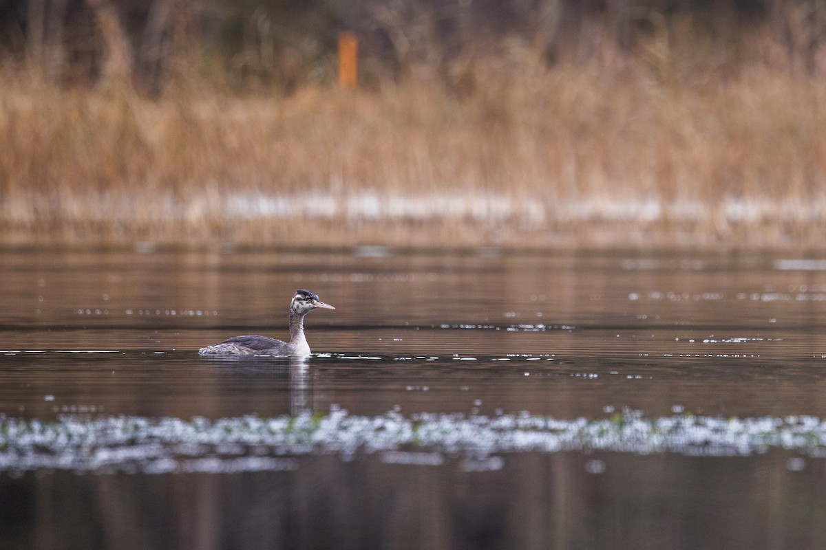 Great Crested Grebe - ML620337893