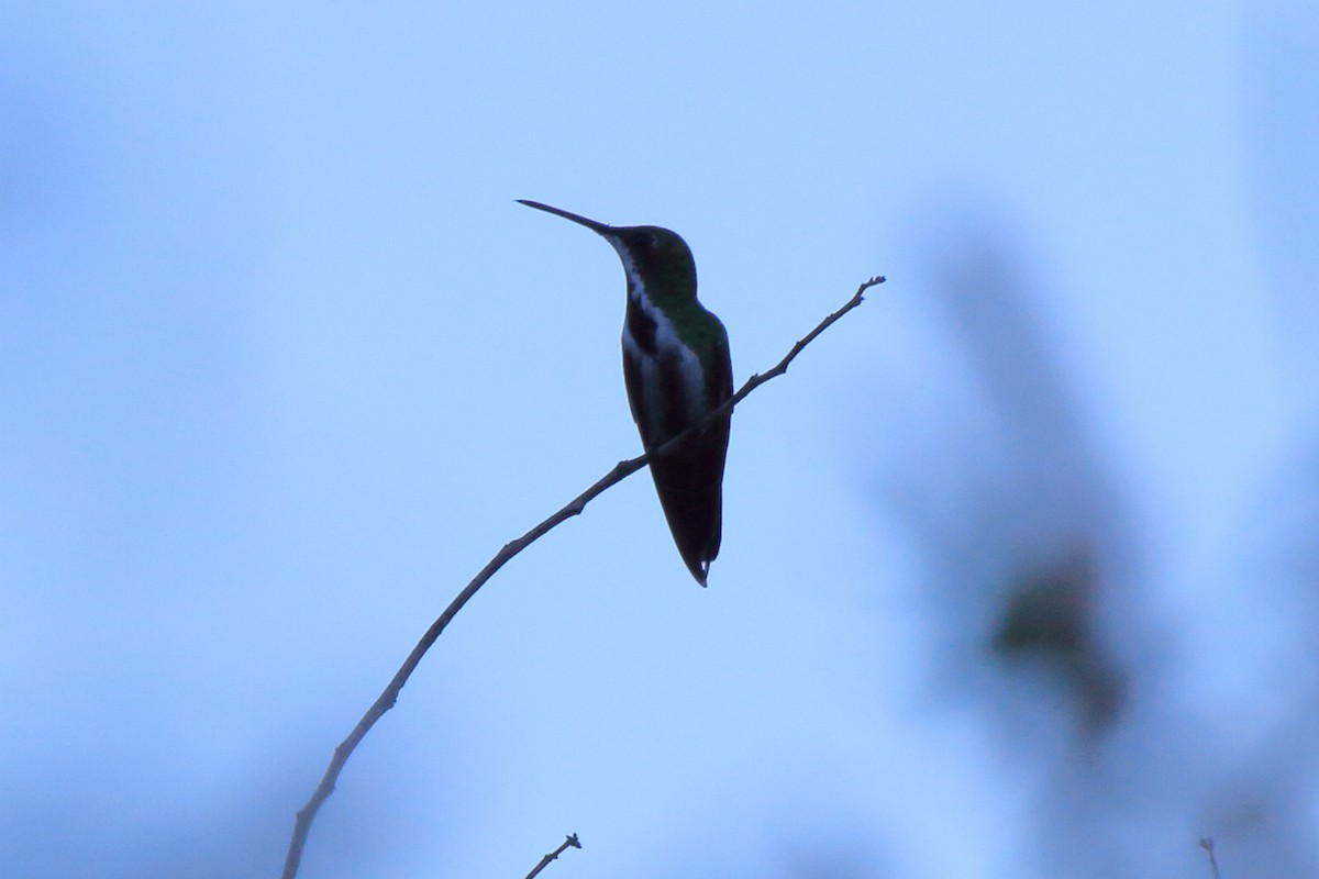 kolibřík tropický - ML620337895