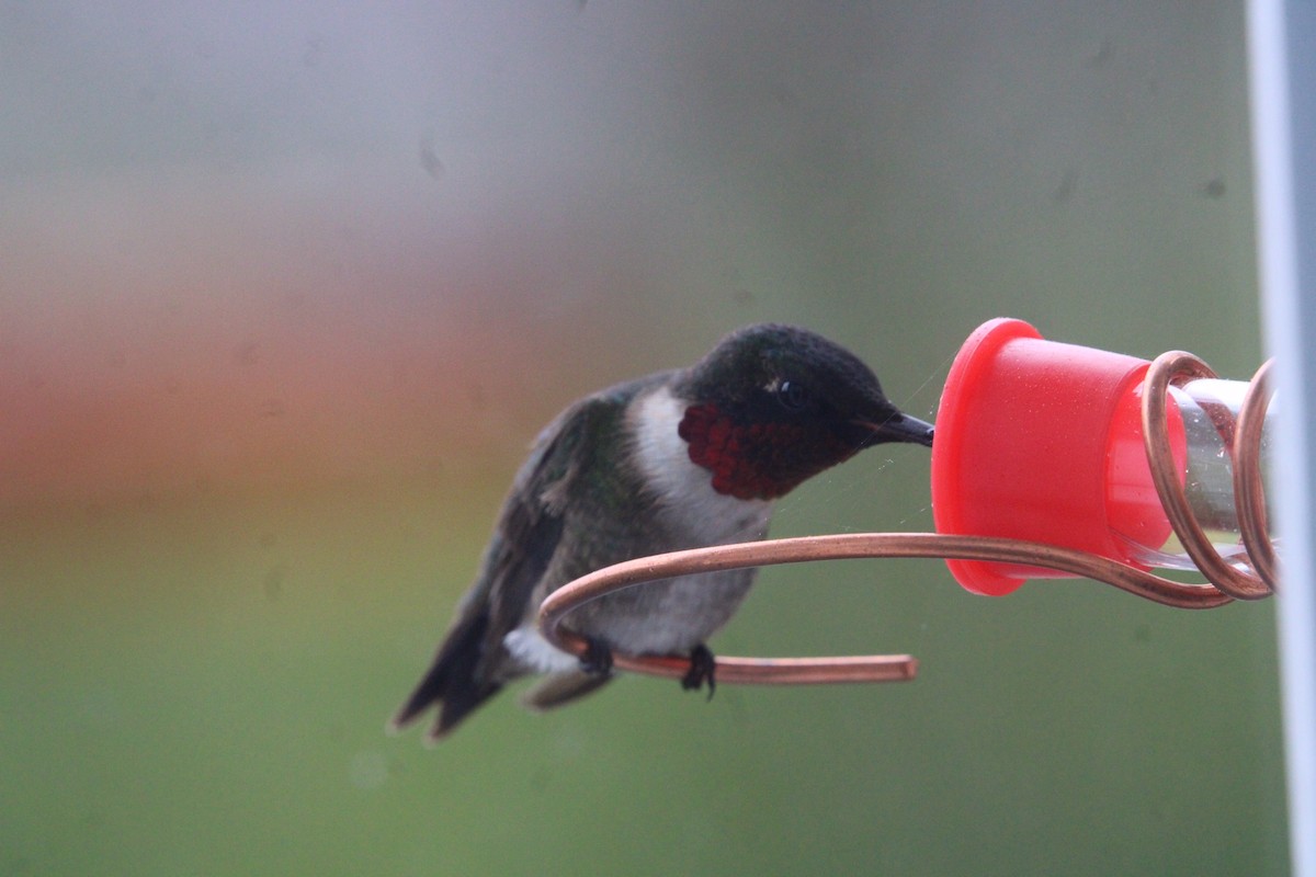 Ruby-throated Hummingbird - ML620337899
